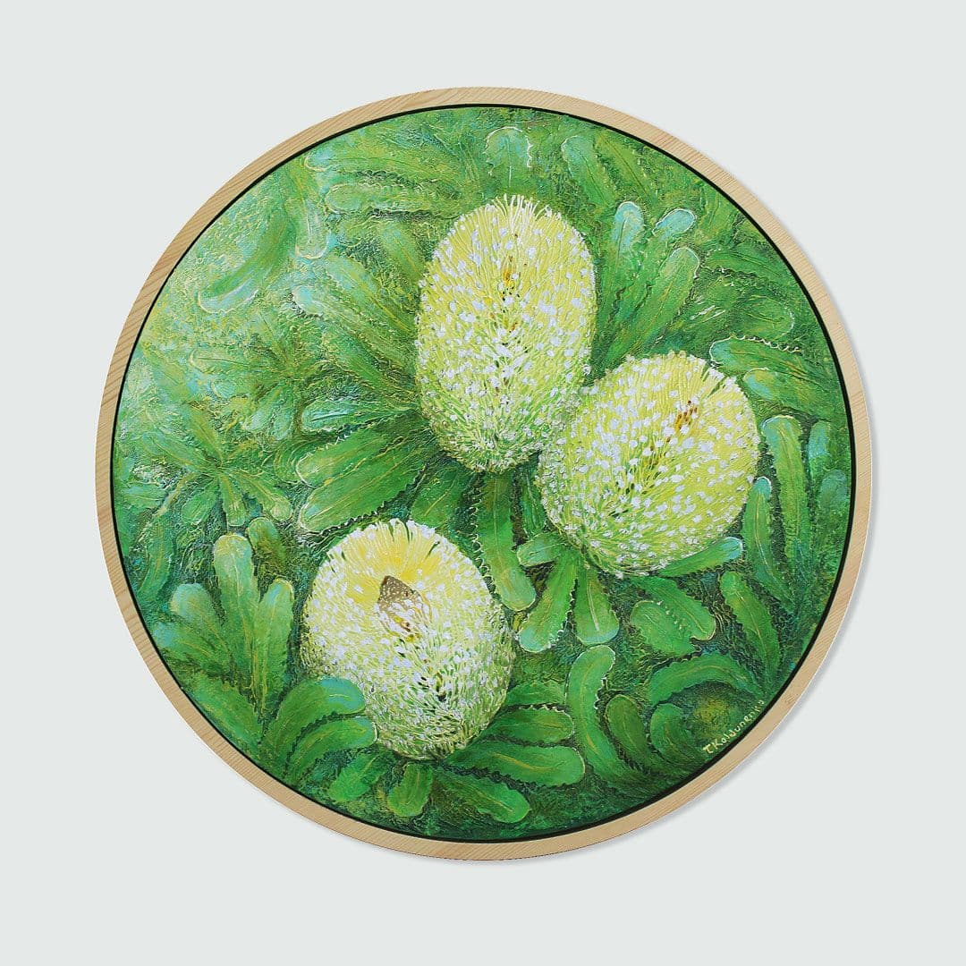 Banksia serrata